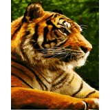 Набор для раскрашивания по номерам PAINTBOY 